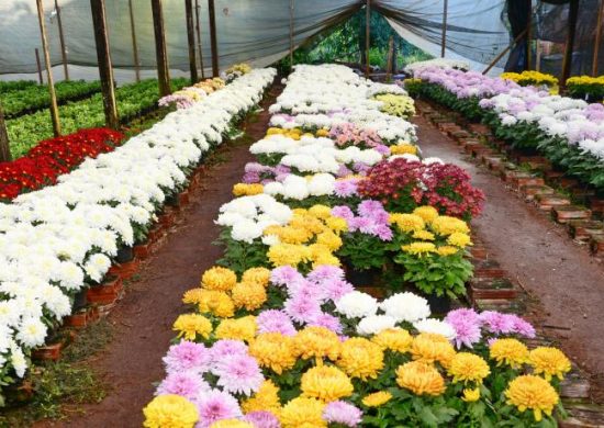 tn_d3490af157_flores-maes-delair-13